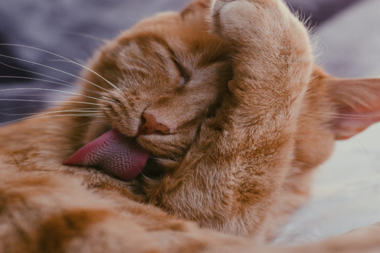 That’s Why Your Cat Likes Licking Your Hair