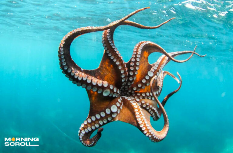 Octopus, The Three Hearted Sea Creature