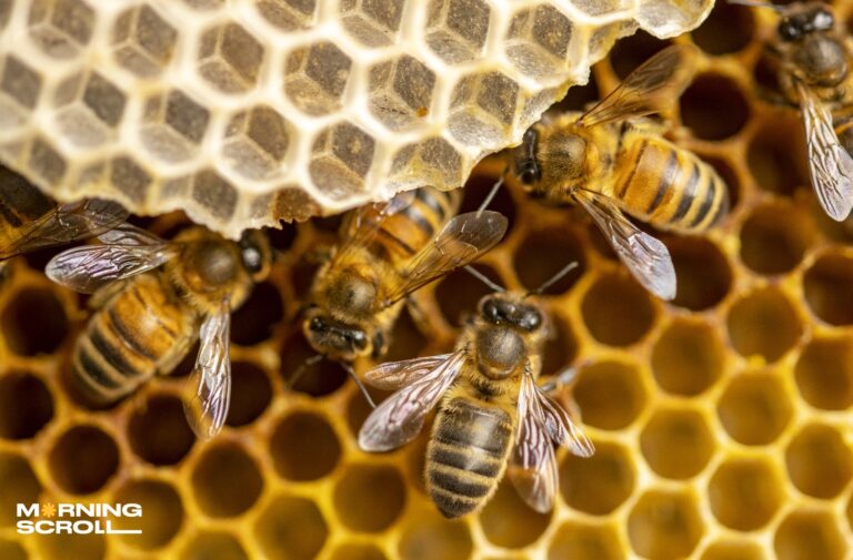 Honey, The Golden Goodness; Unlocking Its Secret Benefits
