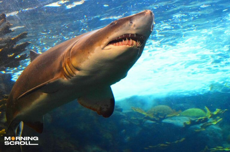 Shark Secrets: The Underwater Blink