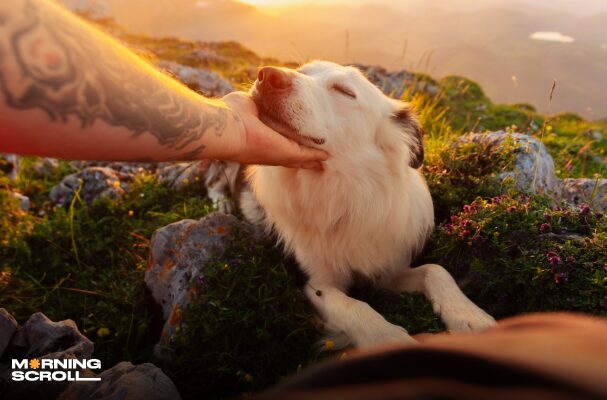 Emotional facts about dogs you didn’t know about