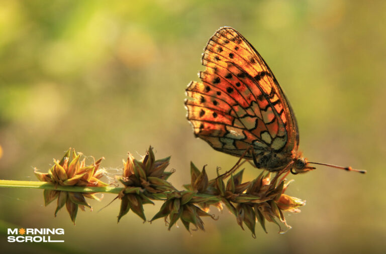 The fascinating migratory patterns of butterflies