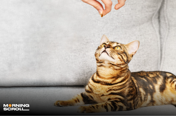 Intriguing Facts About Cats