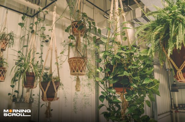 FOR BEGINNERS: 10 BEAUTIFUL HANGING PLANTS